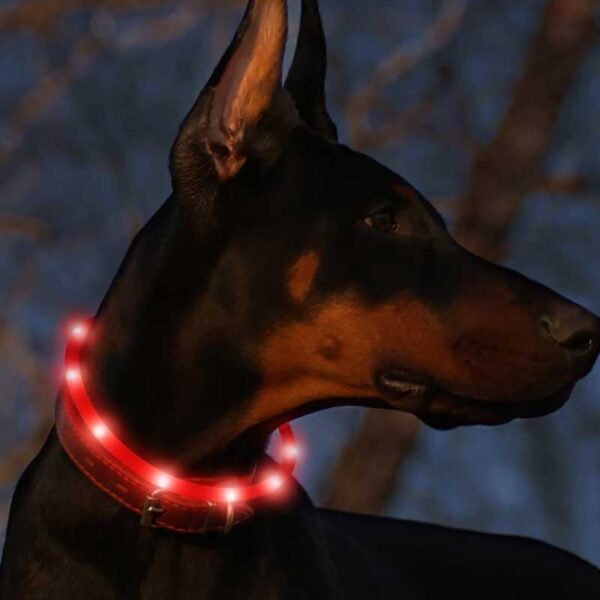 Collier lumineux à chien